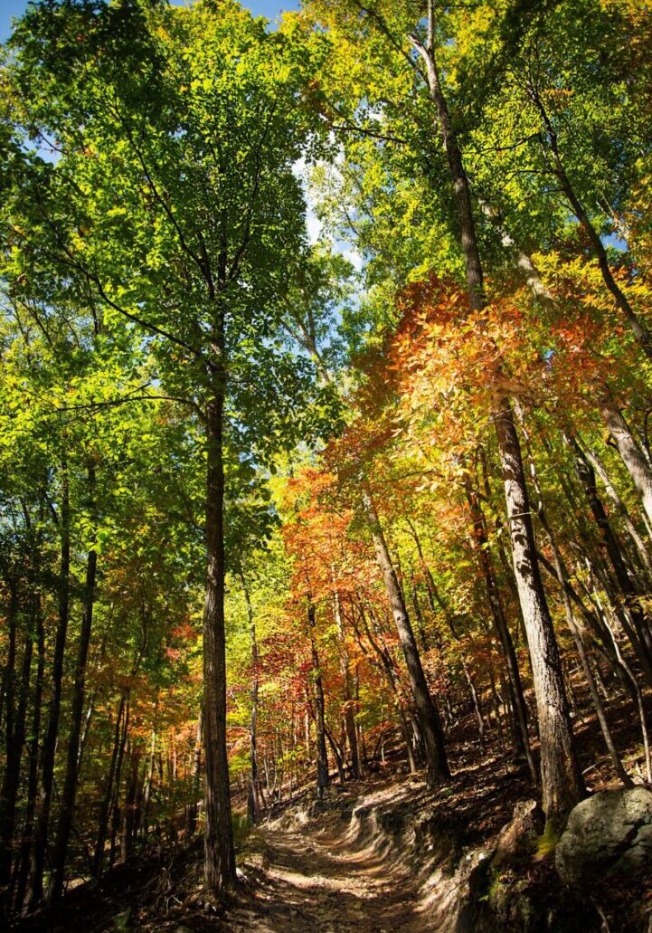 A forest with many trees and some leaves